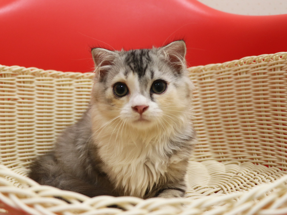 スコティッシュフォールドの子猫画像