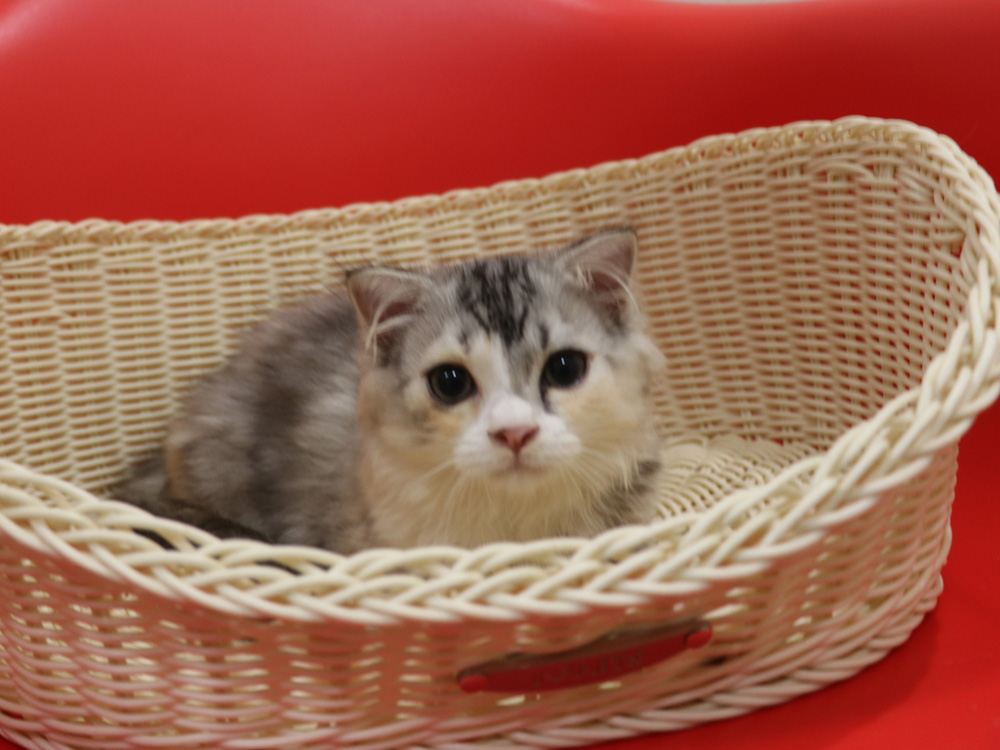 スコティッシュフォールドの子猫画像
