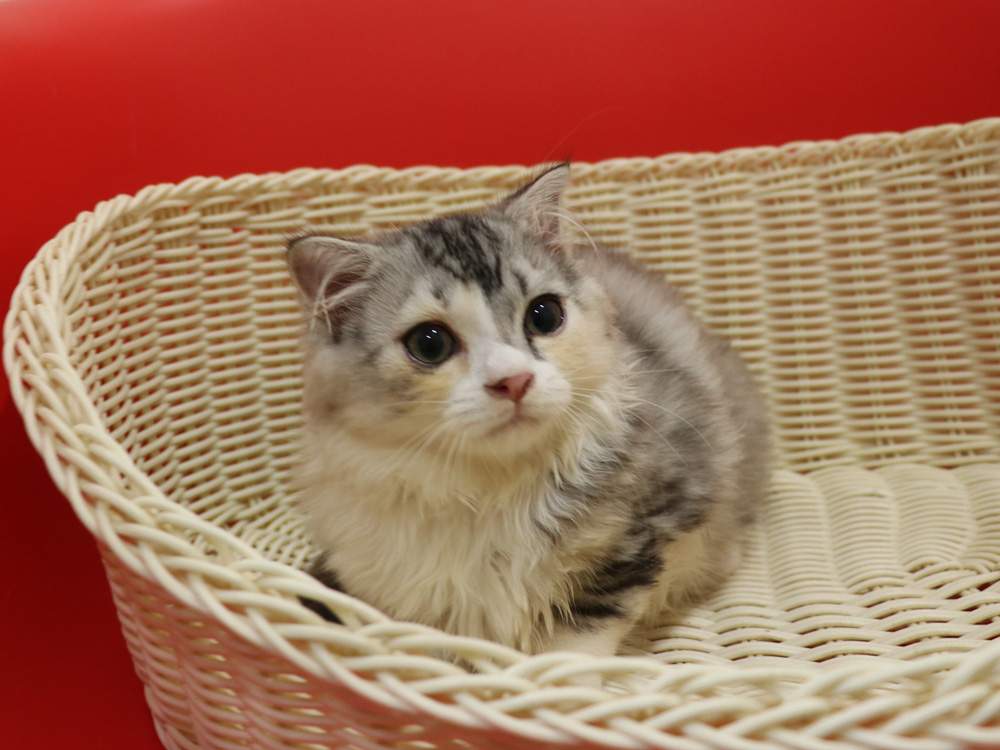 スコティッシュフォールドの子猫画像