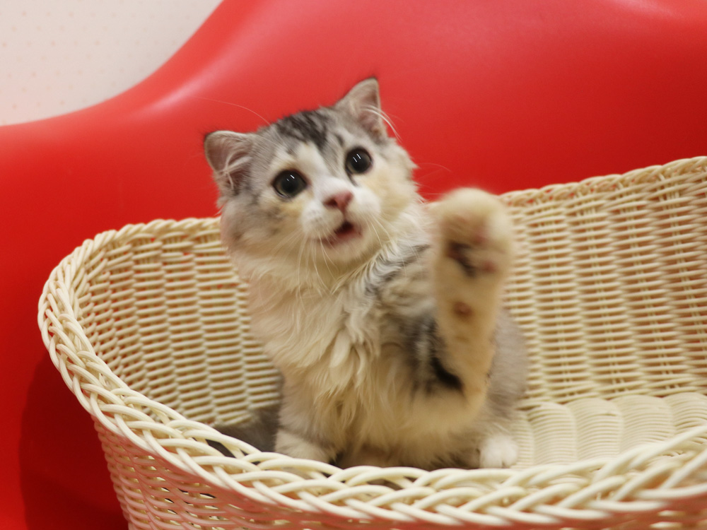 スコティッシュフォールドの子猫画像