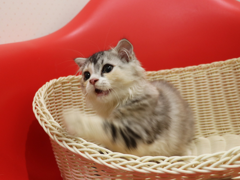 スコティッシュフォールドの子猫画像