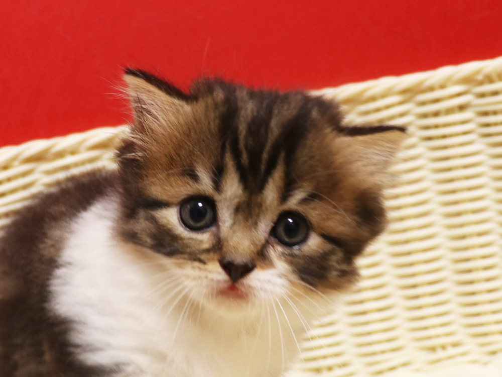 スコティッシュフォールドの子猫画像