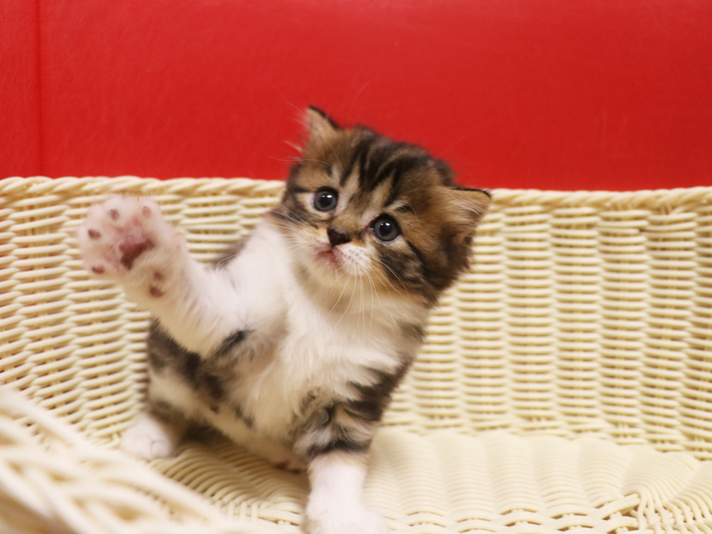 スコティッシュフォールドの子猫画像