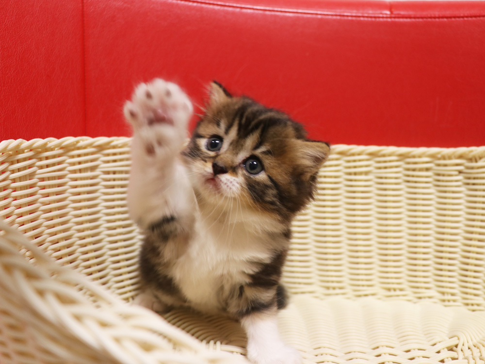 スコティッシュフォールドの子猫画像