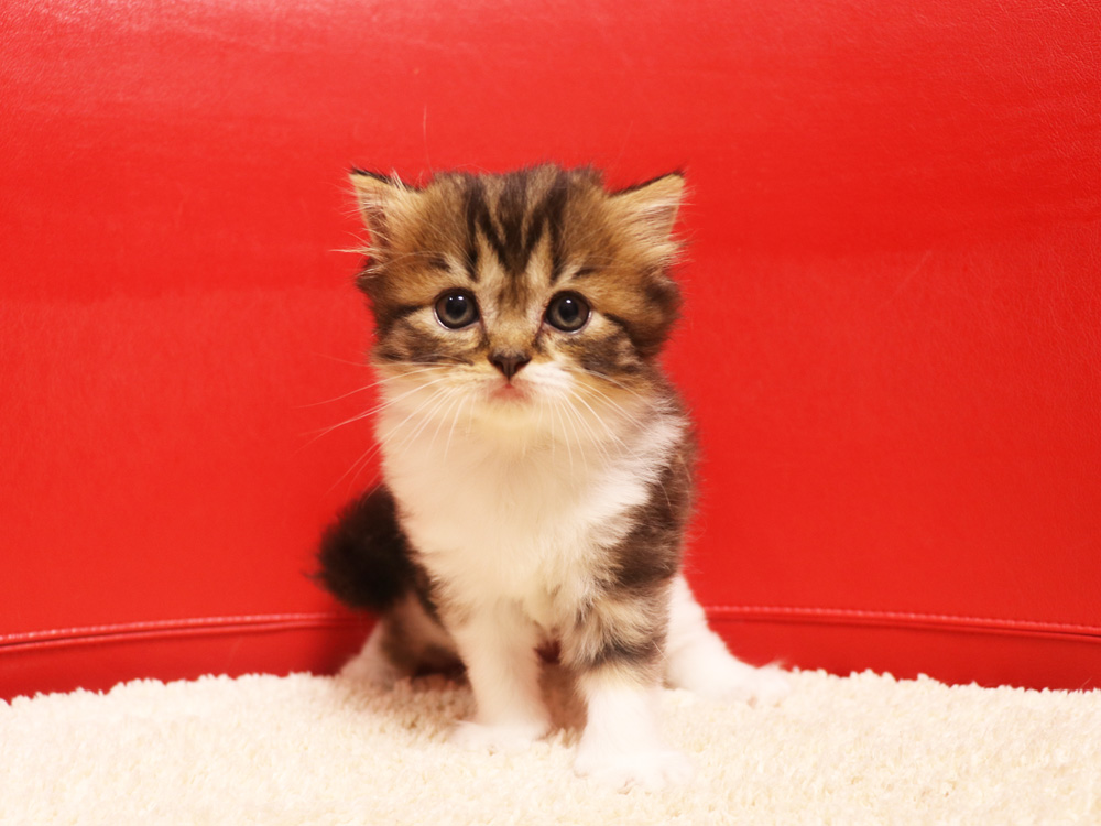 スコティッシュフォールドの子猫画像