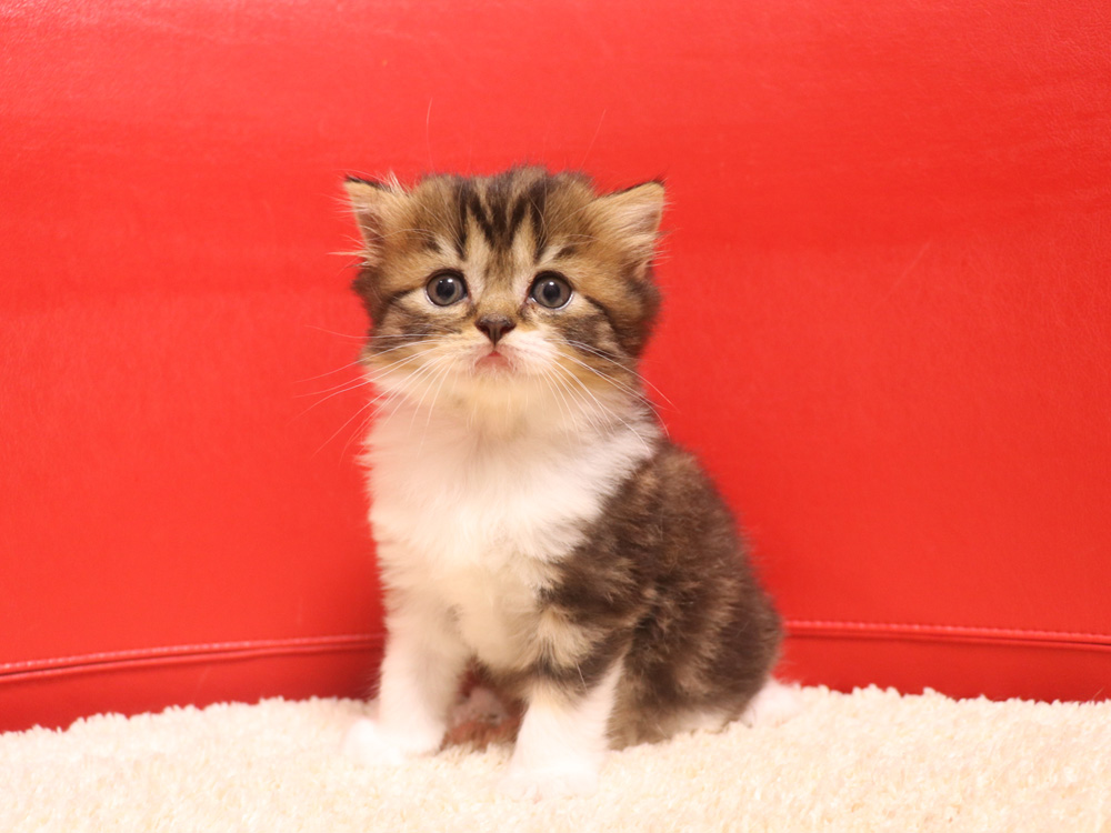 スコティッシュフォールドの子猫画像