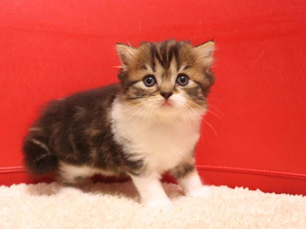 スコティッシュフォールドの子猫画像