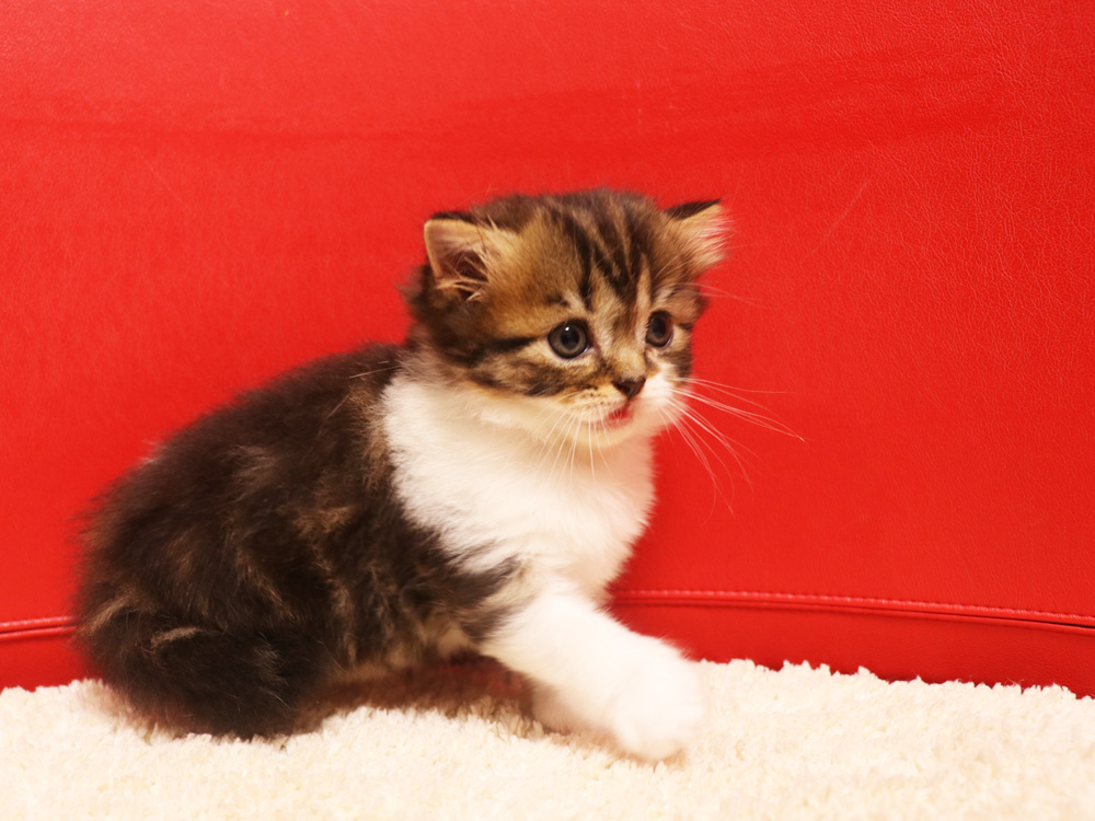 スコティッシュフォールドの子猫画像