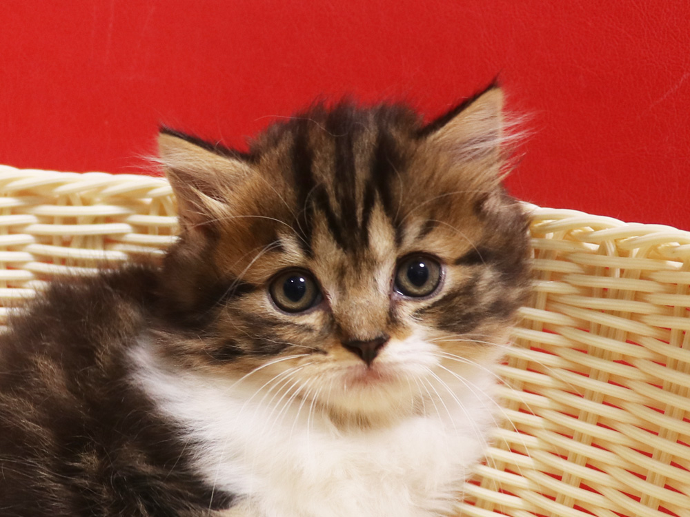 スコティッシュフォールドの子猫画像