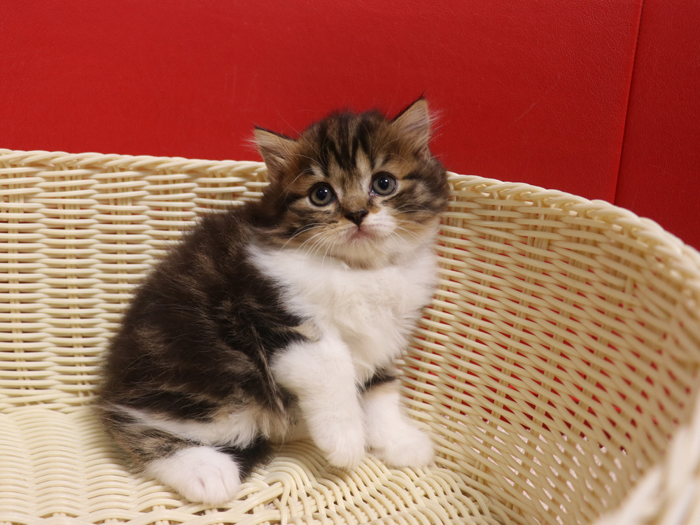 スコティッシュフォールドの子猫画像