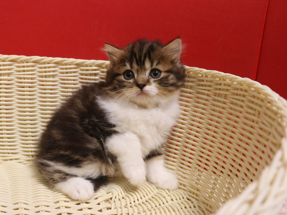 スコティッシュフォールドの子猫画像