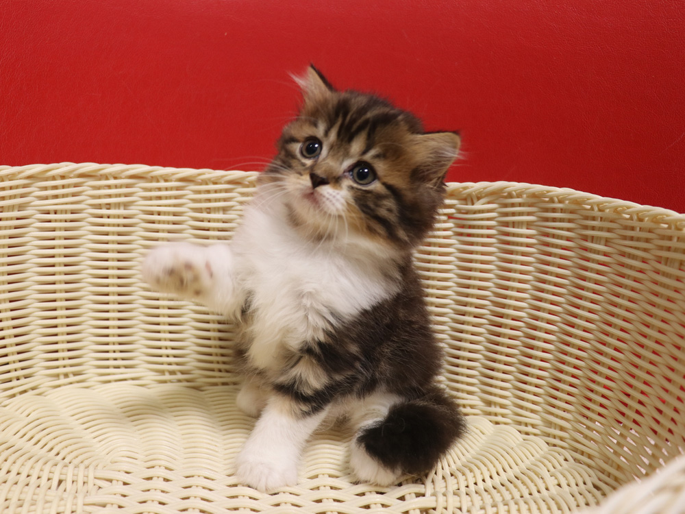 スコティッシュフォールドの子猫画像