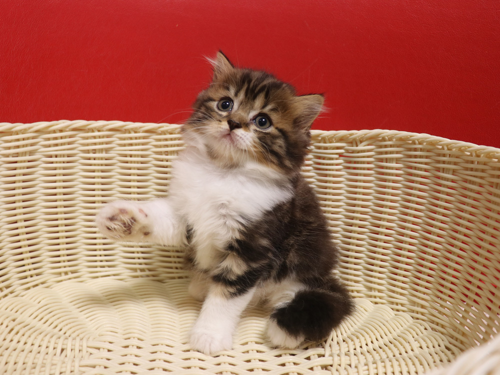 スコティッシュフォールドの子猫画像