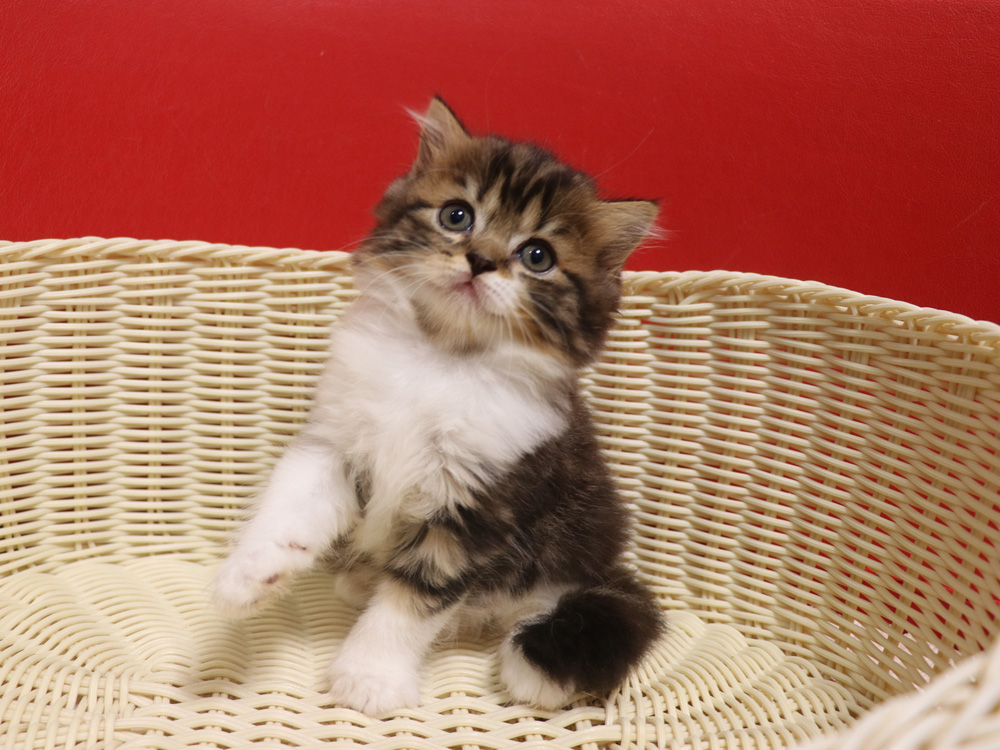 スコティッシュフォールドの子猫画像