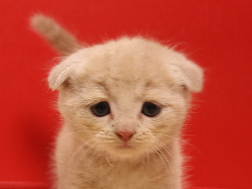 スコティッシュフォールドの子猫画像