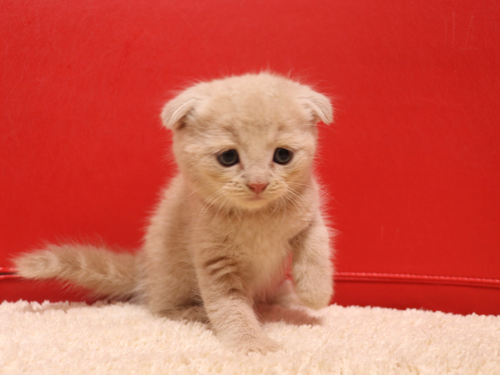 スコティッシュフォールドの子猫画像