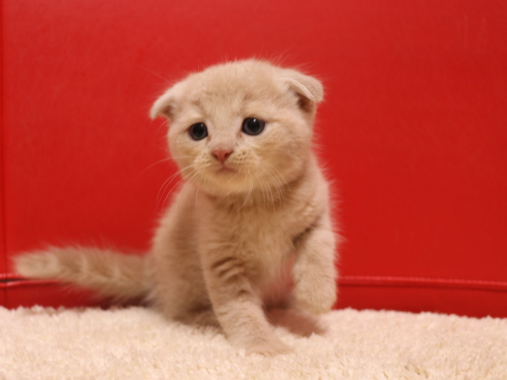 スコティッシュフォールドの子猫画像