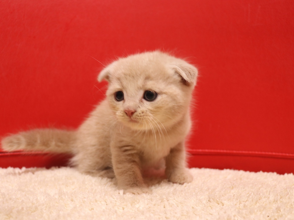 スコティッシュフォールドの子猫画像