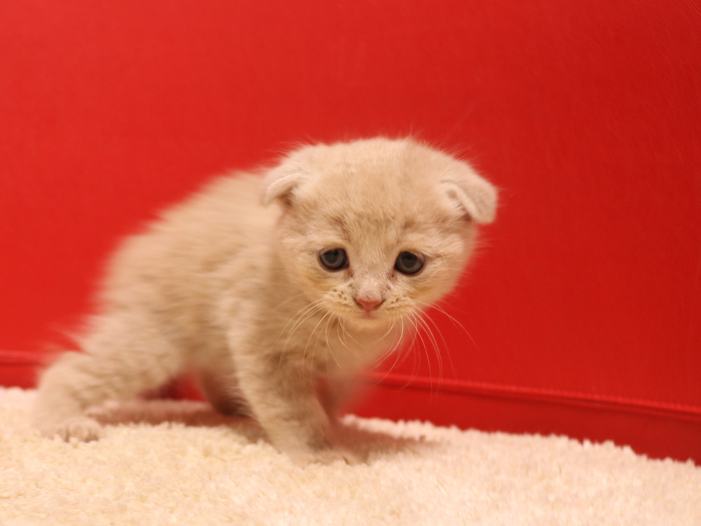 スコティッシュフォールドの子猫画像