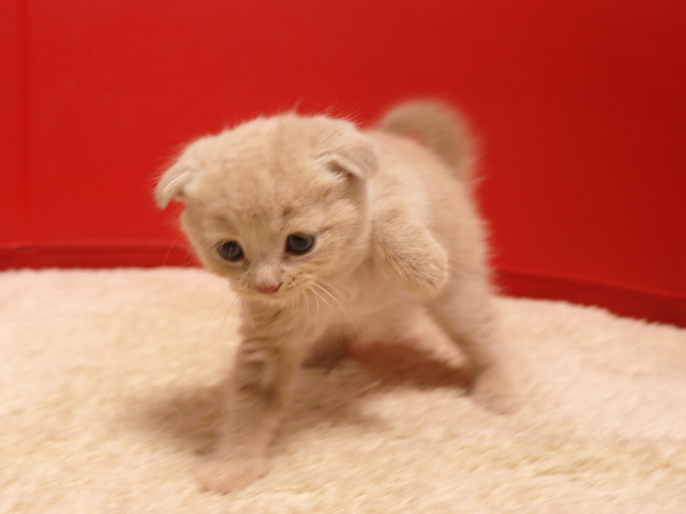 スコティッシュフォールドの子猫画像