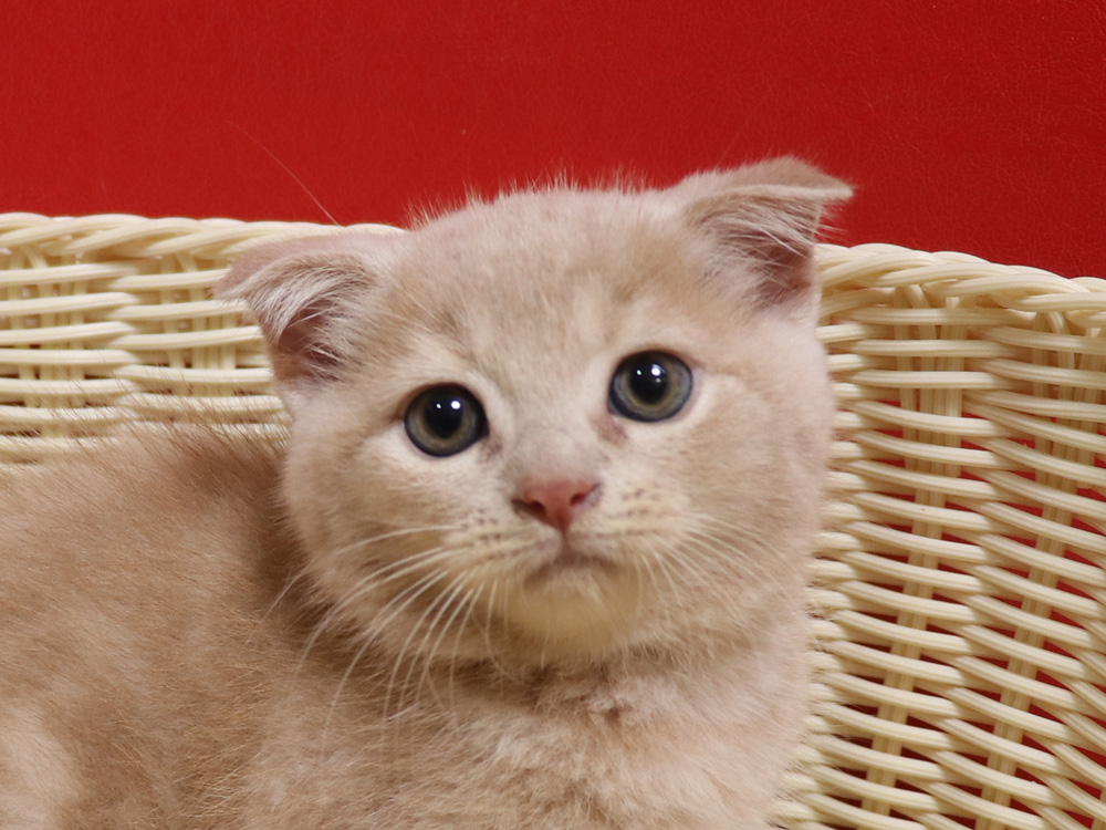 スコティッシュフォールドの子猫画像