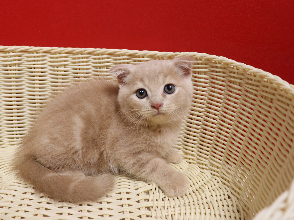 スコティッシュフォールドの子猫画像