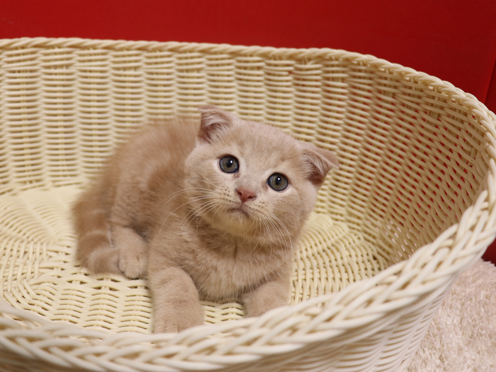 スコティッシュフォールドの子猫画像