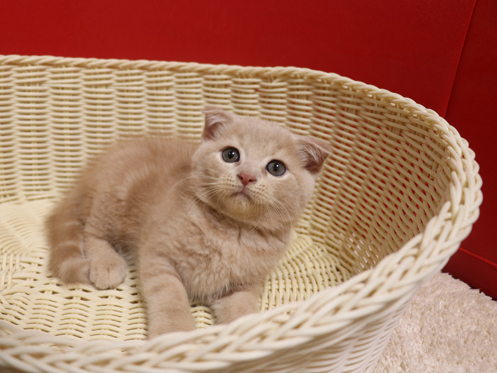 スコティッシュフォールドの子猫画像