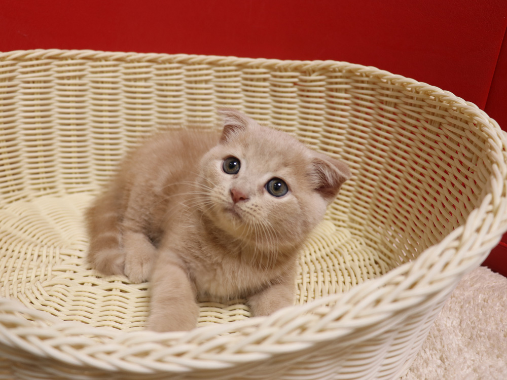 スコティッシュフォールドの子猫画像