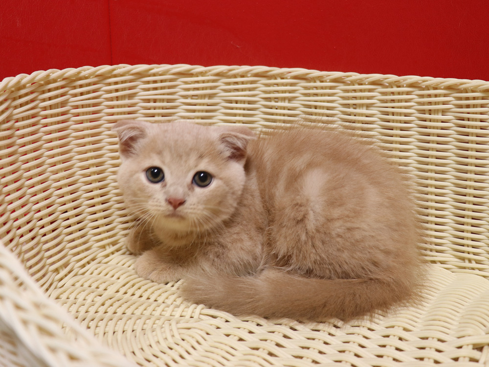 スコティッシュフォールドの子猫画像