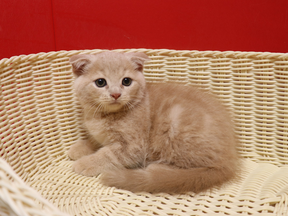 スコティッシュフォールドの子猫画像