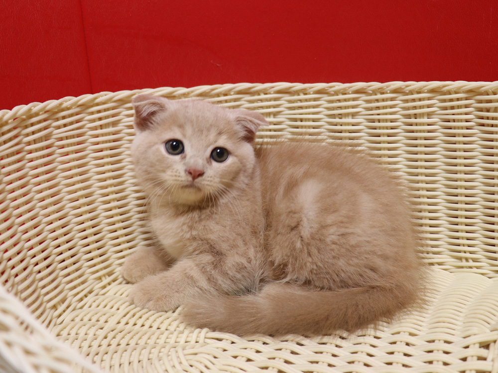 スコティッシュフォールドの子猫画像