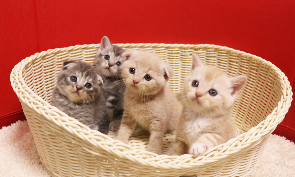 スコティッシュフォールドの子猫画像