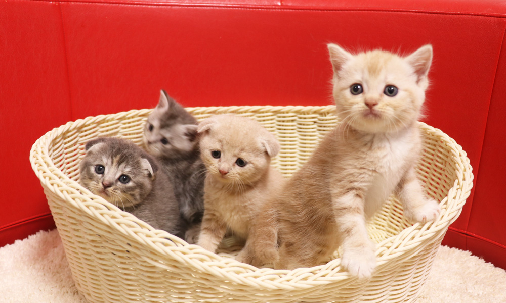 スコティッシュフォールドの子猫画像