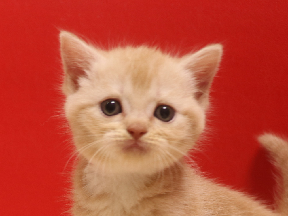 スコティッシュフォールドの子猫画像