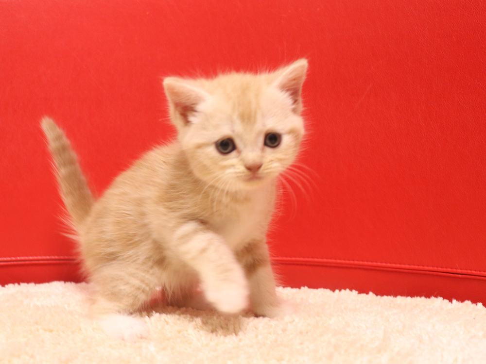 スコティッシュフォールドの子猫画像