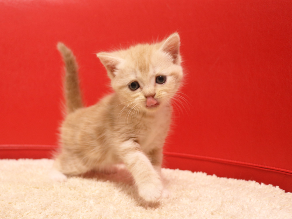 スコティッシュフォールドの子猫画像