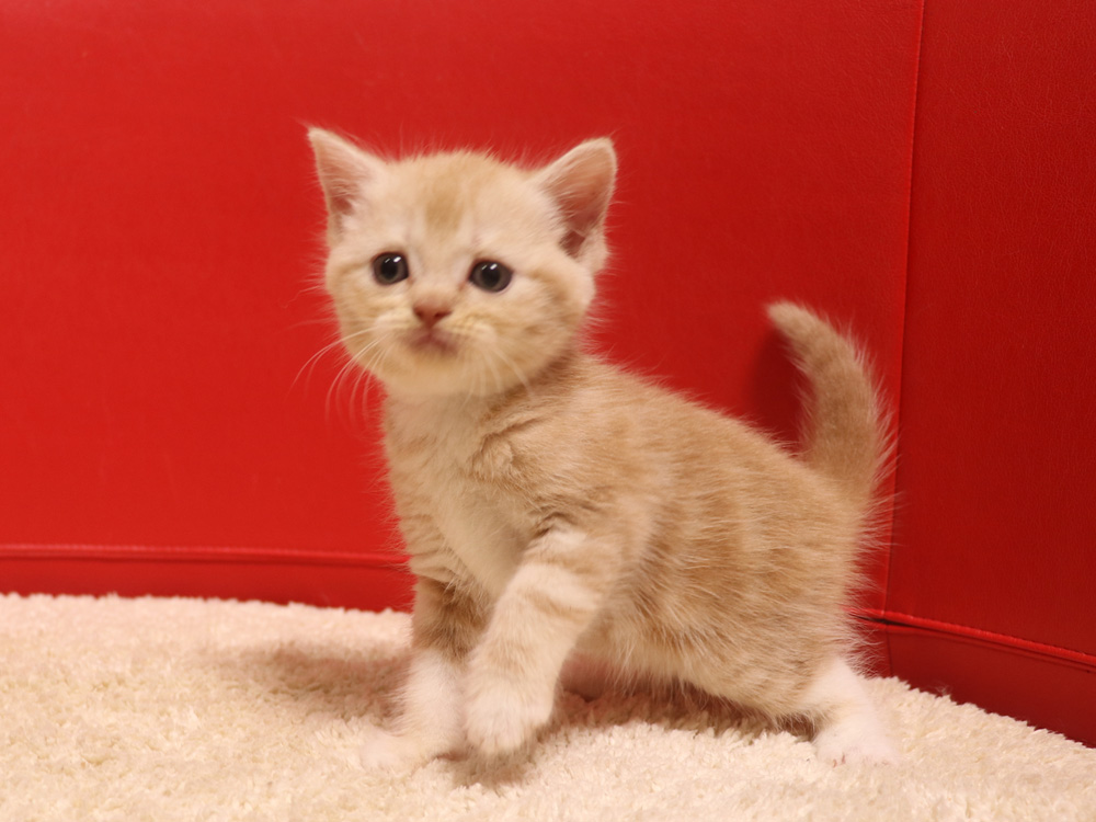 スコティッシュフォールドの子猫画像