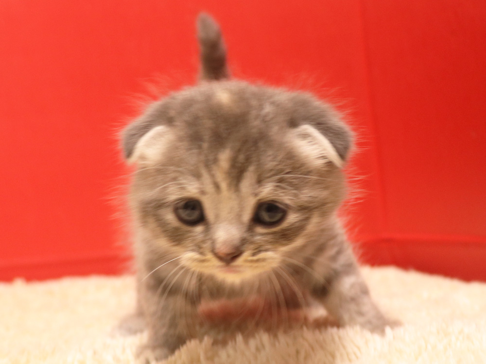 スコティッシュフォールドの子猫画像