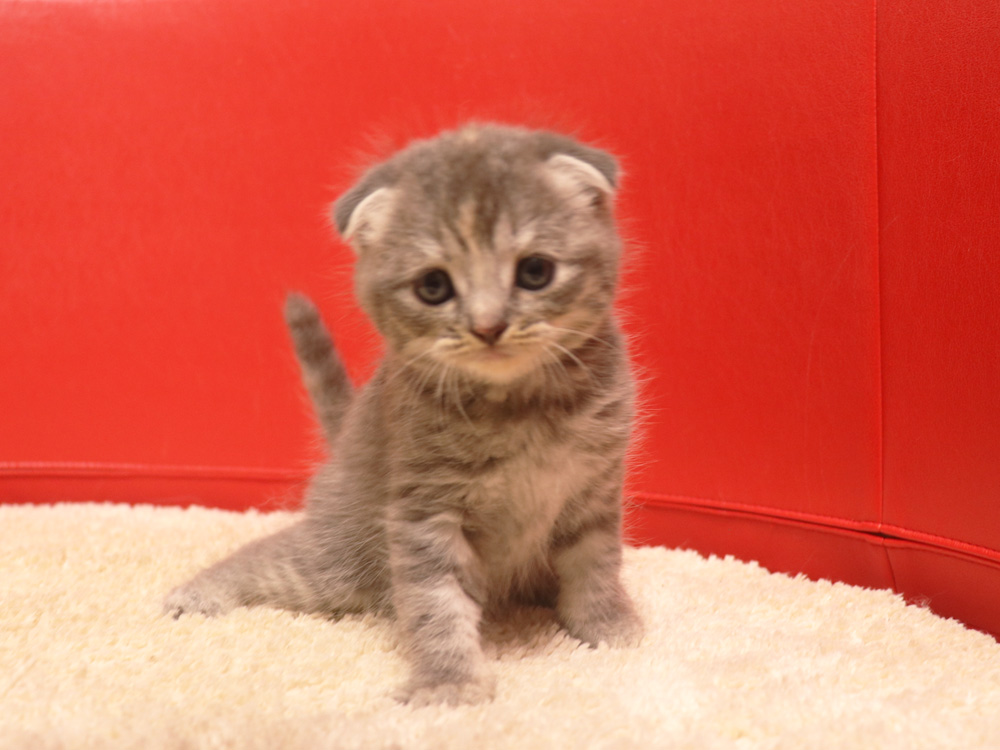 スコティッシュフォールドの子猫画像