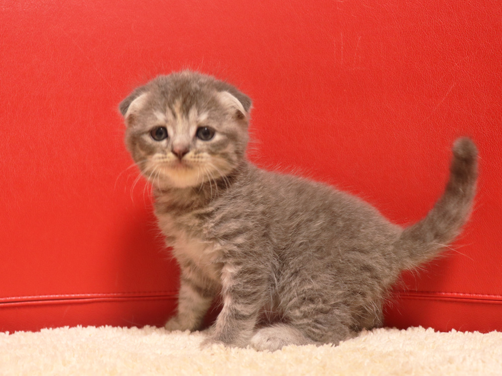 スコティッシュフォールドの子猫画像