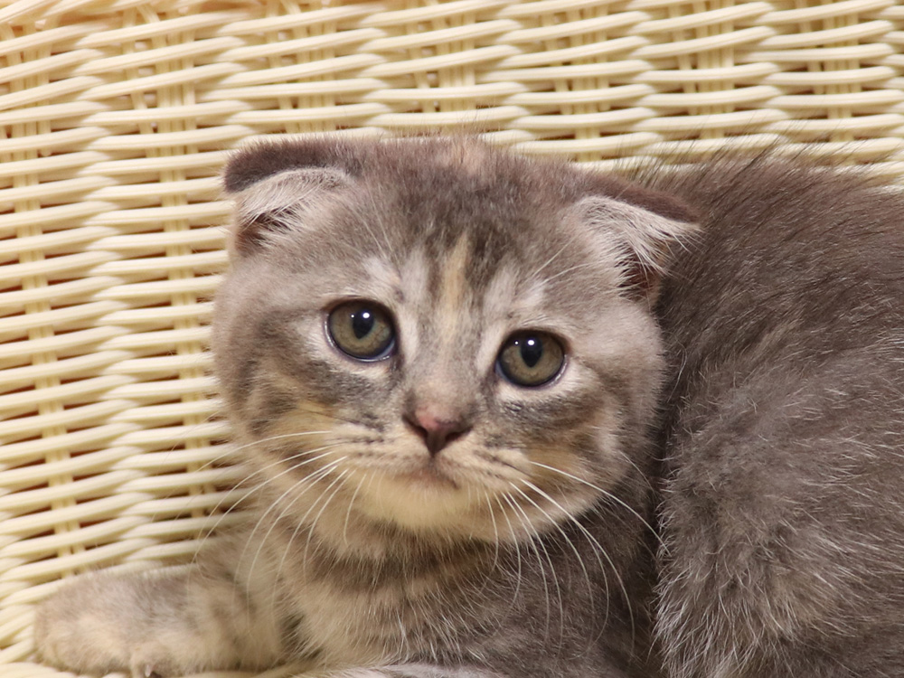 スコティッシュフォールドの子猫画像