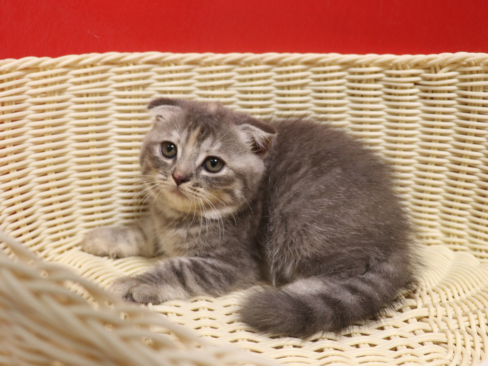スコティッシュフォールドの子猫画像