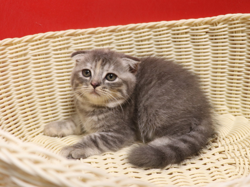 スコティッシュフォールドの子猫画像