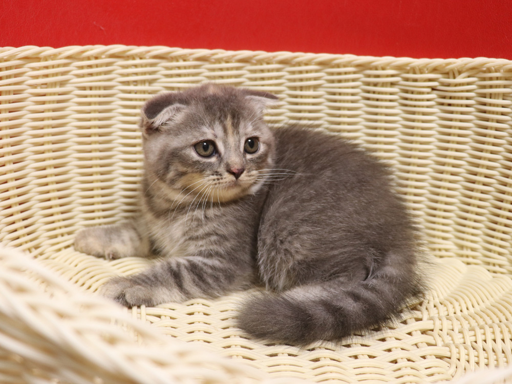 スコティッシュフォールドの子猫画像