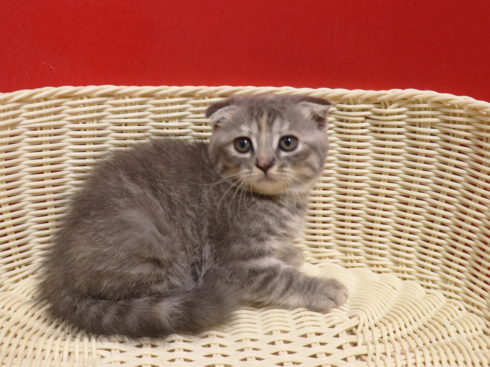 スコティッシュフォールドの子猫画像