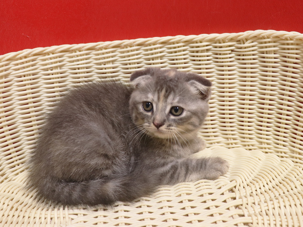 スコティッシュフォールドの子猫画像