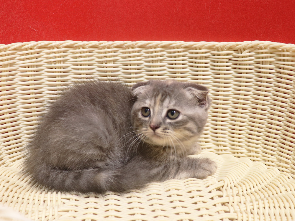 スコティッシュフォールドの子猫画像