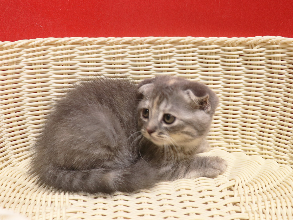 スコティッシュフォールドの子猫画像