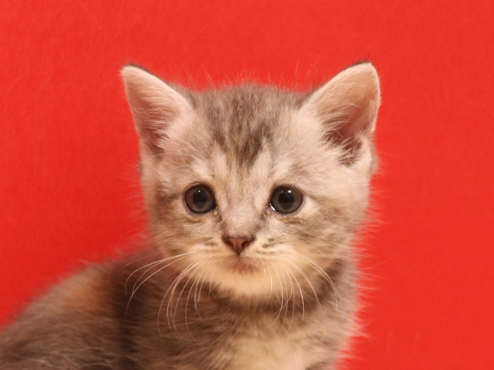 スコティッシュフォールドの子猫画像